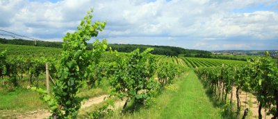 Penzion Vinařství Poppovi