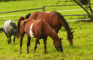 Penzion Ekostatek Michalov