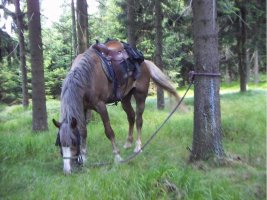 Agro Z pension - ski