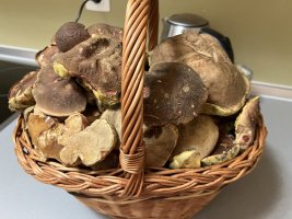 Apartmán Říčky U Sněžného Lva
