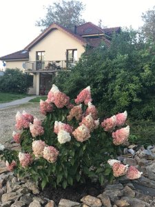 Apartmán Harmonia Pražská