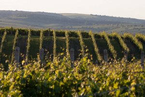 Penzion Vinařství Prygl