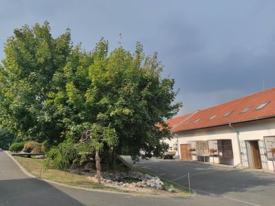 Čarodějnický dvůr