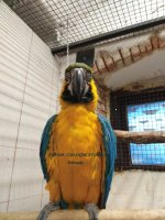 Čarodějnický dvůr