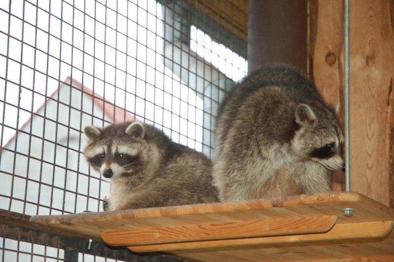 Čarodějnický dvůr