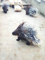 Čarodějnický dvůr