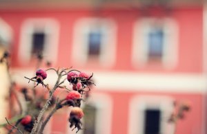 Cafe - Pizza Pod Kostelem