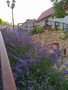 Vinařství a penzion Lintner