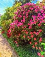 Pension Villa ANCORA