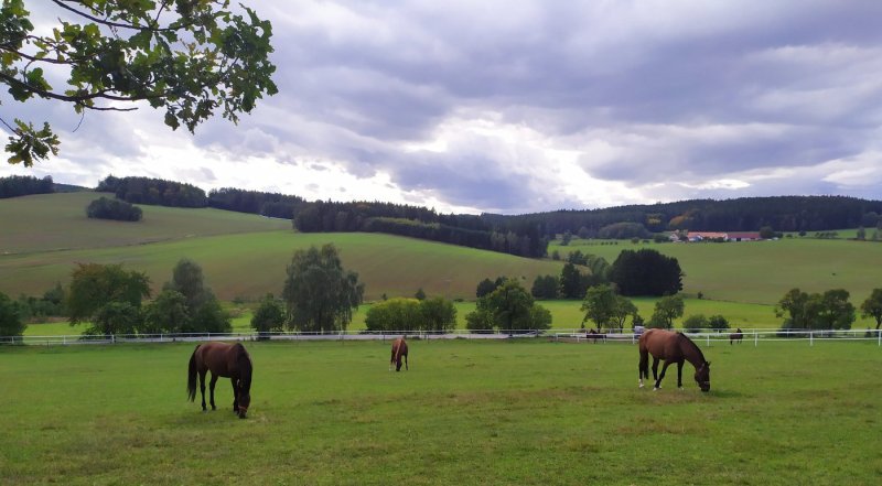 Statek Český dvůr